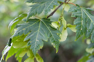 <i>Acer tschonoskii</i> Species of plant in the genus Acer