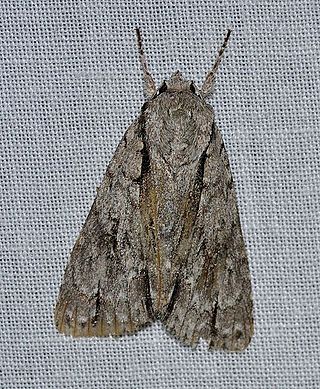 <i>Acronicta hasta</i> Species of moth