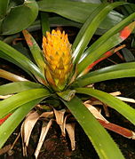 Aechmea biflora