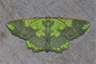 <i>Agathia obsoleta</i> Species of moth
