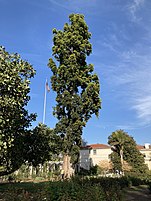 Agathis robusta located in the Huntington Library Rose Garden in San Marino, California