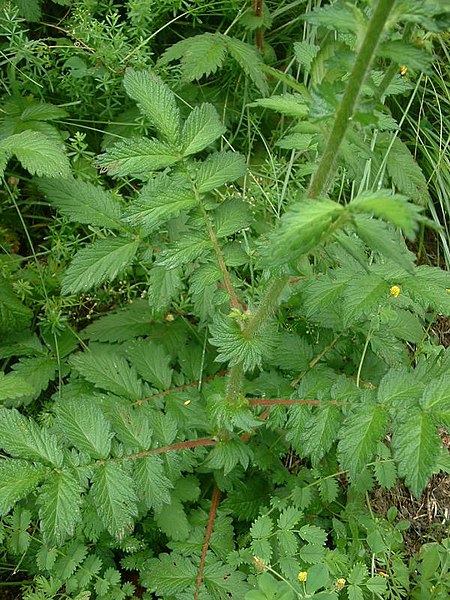 File:Agrimonia eupatoria3.jpg