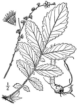 <i>Agrimonia pubescens</i> Species of flowering plant