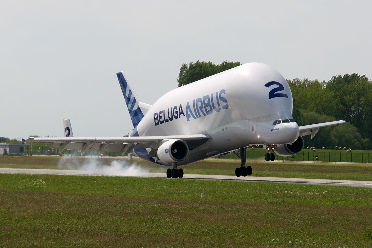 beluga 2