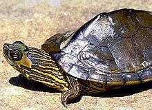 Алабама картасы Turtle.jpg