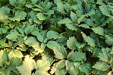 Alleghany Pachysandra Pachysandra procumbens Растения 3008px.JPG