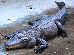 Alligator Muja, Belgrade Zoo.jpg