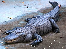 Alligator Muja, Belgrade Zoo.jpg