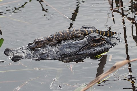 Juvenile American alligator resting on an adult