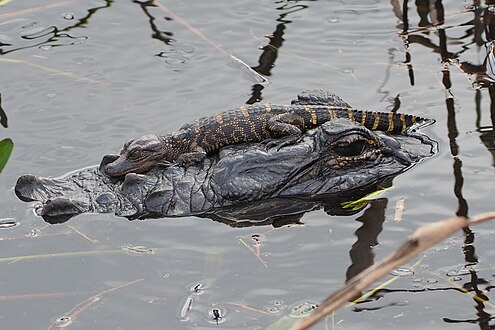 Jacaré-americano (Alligator mississippiensis) recém-nascido repousa sobre a cabeça de sua mãe na Flórida, Estados Unidos. O jacaré-americano é um grande réptil crocodiliano nativo do sudeste dos Estados Unidos e de uma pequena parte do nordeste do México. É uma das duas espécies existentes no gênero Alligator e é maior do que a única outra espécie viva de jacaré, o jacaré-da-china. Os machos adultos medem 3,4 a 4,6 m de comprimento e podem pesar até 500 kg. São superpredadores e consomem peixes, anfíbios, répteis, aves e mamíferos. Os filhotes se alimentam principalmente de invertebrados. Eles desempenham um papel importante como engenheiros em ecossistemas de áreas úmidas por meio da criação de buracos de jacaré, que fornecem habitats úmidos e secos para outros organismos. (definição 2 400 × 1 600)