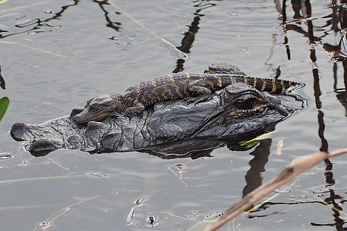 Молодой миссисипский аллигатор (Alligator mississippiensis) отдыхает, лежа на голове взрослого