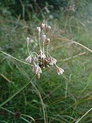 Allium oleraceum1.jpg