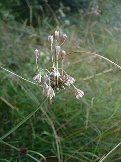 Slútandi blóm villilauks (Allium oleraceum)