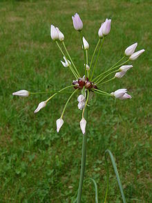 Лук unifolium.jpg