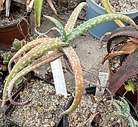 Aloe antandroi