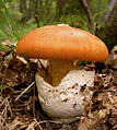 Amanita caesarea