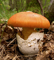 A. caesarea Amanita caesarea cropped.jpg