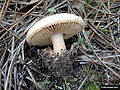 Amanita curtipes