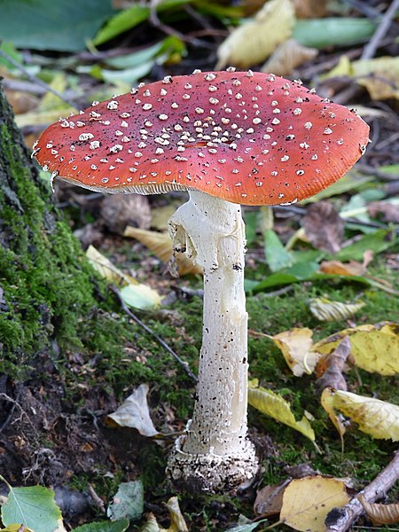 File:Amanita muscaria J1a.JPG