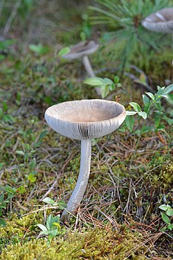 Amanita sp.