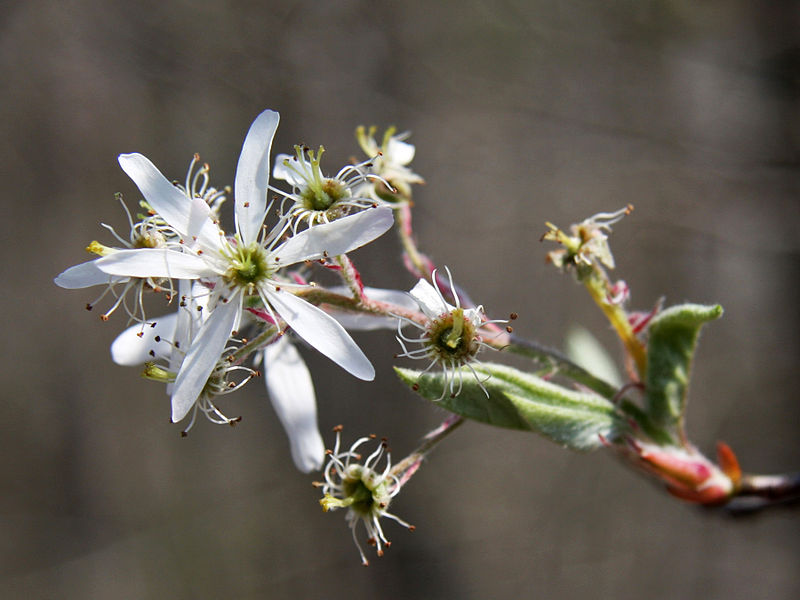 File:Amelanchier arborea sarvis close 4×3.jpg