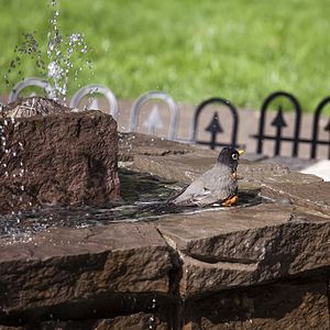 American Robin, bathing in the fountain