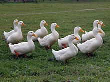 American Pekin flock Amerikanische Pekingenten 2013 01d.jpg