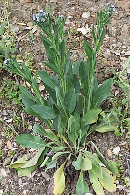 Cretan dog's tongue (Cynoglossum creticum)