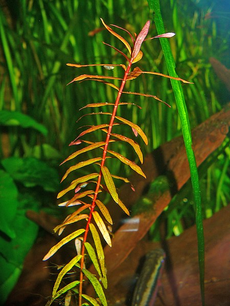 File:Ammannia senegalensis 001.JPG