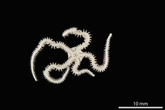 File:Amphiura spinipes - OPH-000268 hab-ven-select 1.tif (Category:Echinodermata in the Natural History Museum of Denmark)