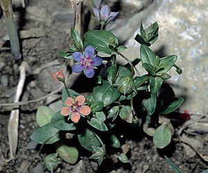 Anagallis arvensis f azurea eF.jpg