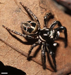 <i>Anasaitis canosa</i> Species of spider