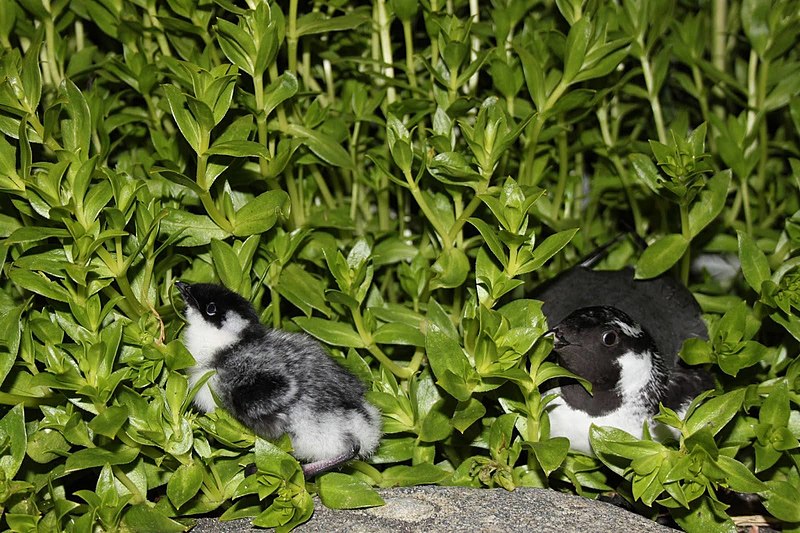 File:Ancient murrelet chick and adult by Ilana Nimz USFWS.jpg