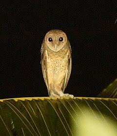 Description de l'image Andaman Masked Owl SS.jpg.