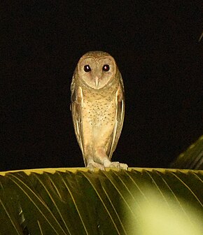 Descrizione dell'immagine Andaman Masked Owl SS.jpg.