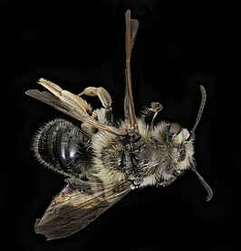 Andrena macoupinensis