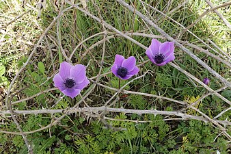 Anemone coronaria (Anémone couronnée)