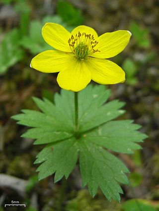 <i>Anemonastrum richardsonii</i> Species of flowering plant