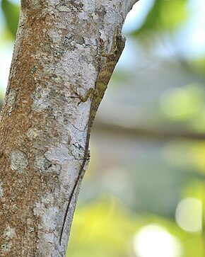 Descrierea imaginii Anolis umbrivagus.jpg.