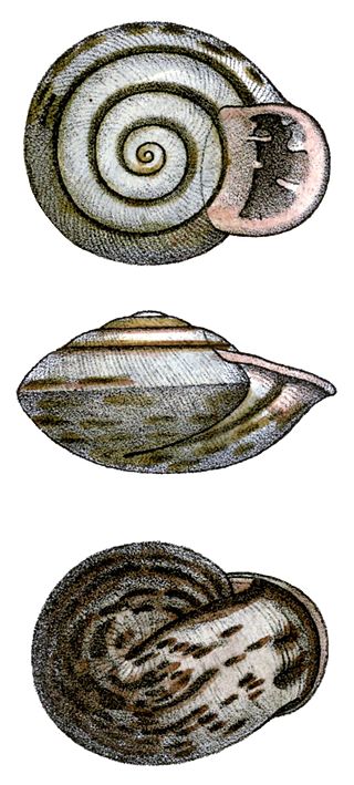 <i>Anostoma depressum</i> Species of gastropod