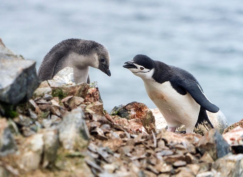 File:Antarctic Majesty (24847198041).jpg