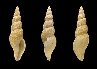 <i>Antiplanes litus</i> Species of gastropod