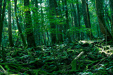 Aokigahara Forest.jpg