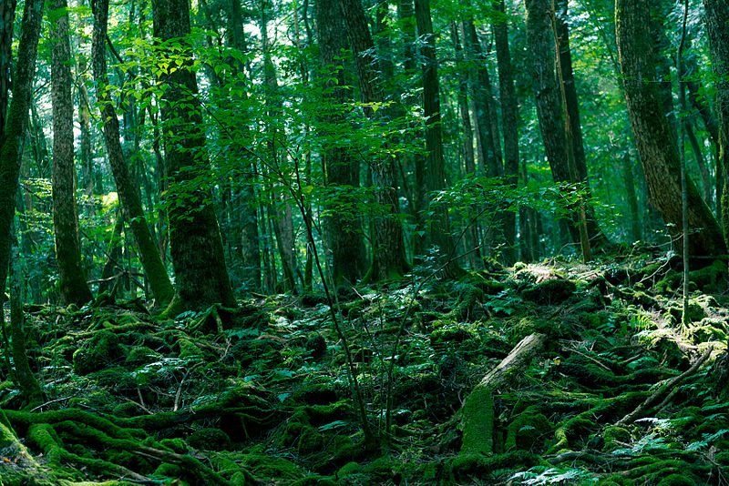 File:Aokigahara Forest.jpg