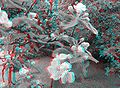 Apfelblüten in 3D (anaglyph)