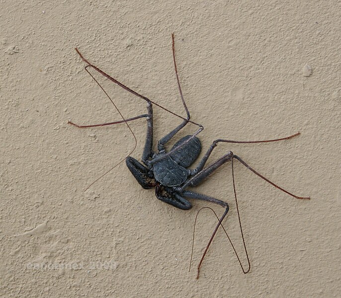 File:Araña Látigo - tailless whip-scorpion.jpg