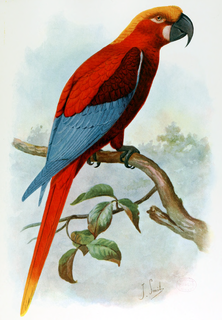 Jamaican red macaw