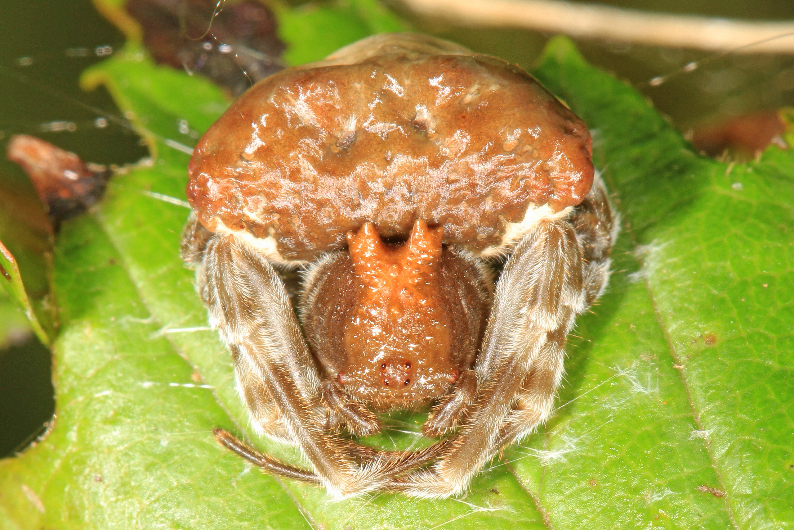 File:Arachtober 27 -3 - Bolas Spider - Mastophora phrynosoma, Julie Metz  Wetlands, Woodbridge, Virginia (37249162724).jpg - Wikimedia Commons