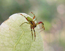 Araniella Opisthographa.jpg