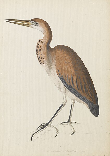 File:Ardea purpurea Linnaeus purple heron - Ann Lee - 107-1973-3.jpg